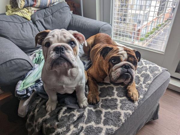 /Images/uploads/Long Island Bulldog Rescue/LIBR-2025-Calendar/entries/33620.jpg
